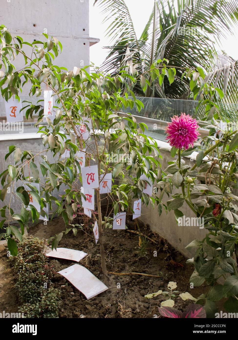 Albero di Ekushey adornato con scrittura bengalese, che segna la giornata internazionale della lingua madre in Bangladesh. Foto Stock