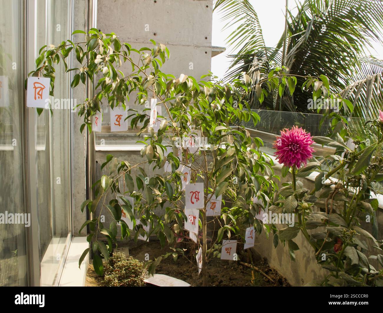 Albero di Ekushey adornato con scrittura bengalese, che segna la giornata internazionale della lingua madre in Bangladesh. Foto Stock