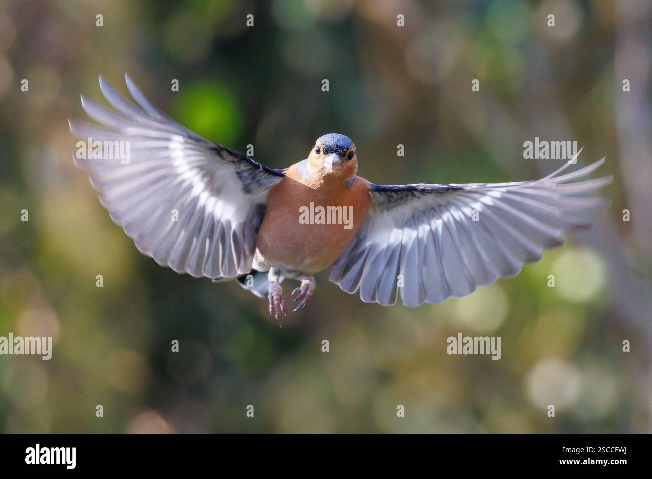 Chaffinch eurasiatico maschio, Fringilla coelebs che volano con le ali allungate. Sussex, Regno Unito Foto Stock