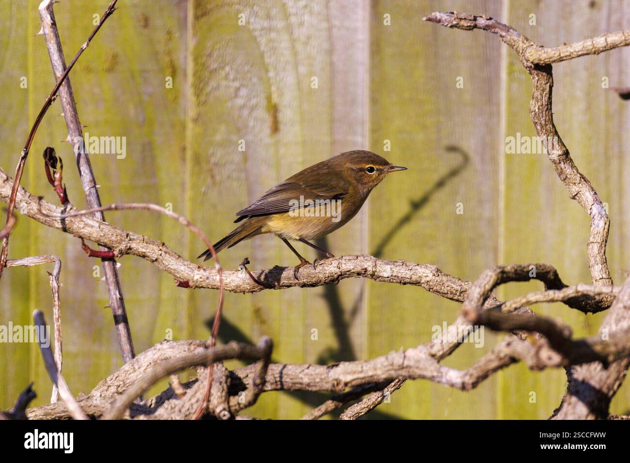 Chiffchaff comune, Phylloscopus collybita, uccello arroccato su una pianta di edera di fronte a una recinzione del giardino nel Sussex, Regno Unito Foto Stock