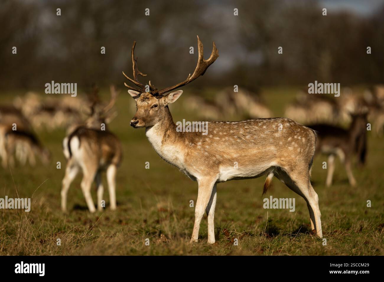 Vista di un cervo a riposo maschile a Richmond Park il 6 febbraio 2025 a South London, Inghilterra. Crediti fotografici: Sam Mellish Foto Stock