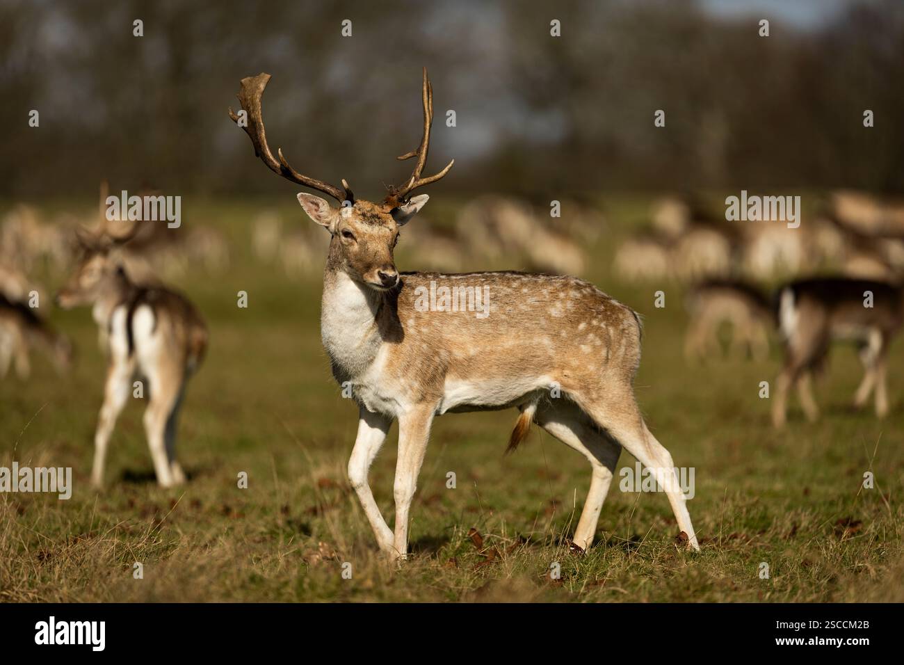 Vista di un cervo a riposo maschile a Richmond Park il 6 febbraio 2025 a South London, Inghilterra. Crediti fotografici: Sam Mellish Foto Stock