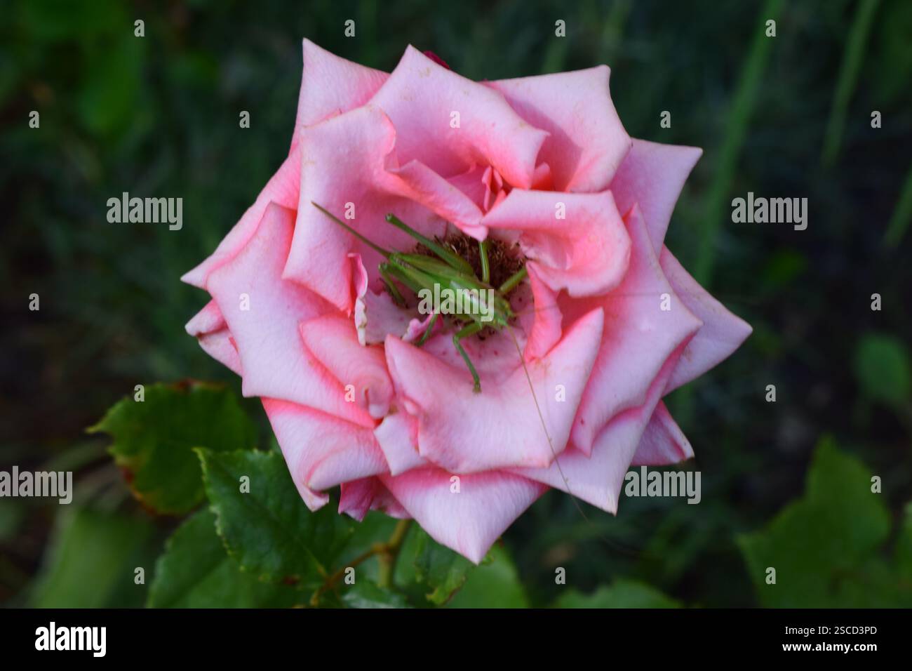 Una rosa rosa con una cavalletta verde arroccata al centro. Sono visibili anche le foglie verdi circostanti. Grasshopper on Pink Rose Foto Stock