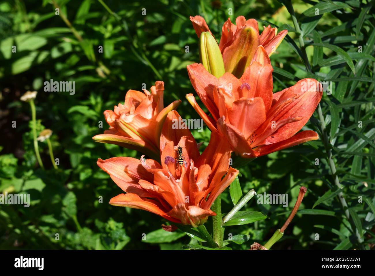 Vista ravvicinata dei vivaci gigli arancioni che fioriscono in un giardino. I fiori sono in piena fioritura con lussureggiante vegetazione sullo sfondo. Foto Stock