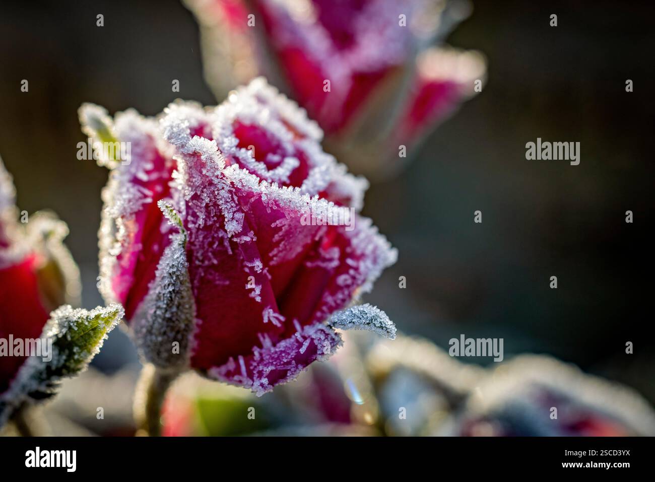 Una rosa ghiacciata in inverno Foto Stock