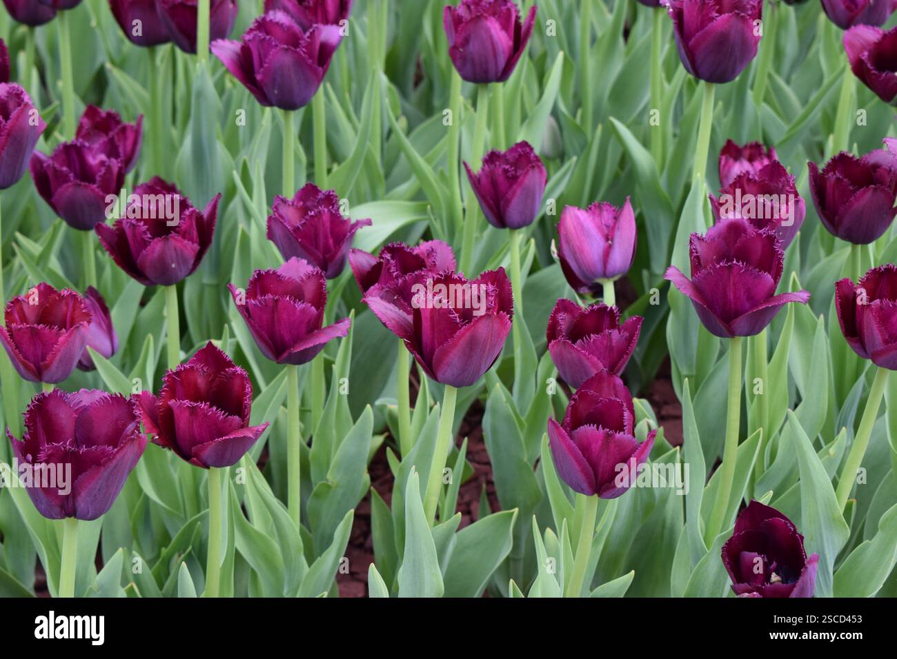 Un campo di tulipani viola profondi con petali frangiati, circondati da verde fogliame. I tulipani sono in piena fioritura, creando una scena vivace e colorata. F Foto Stock
