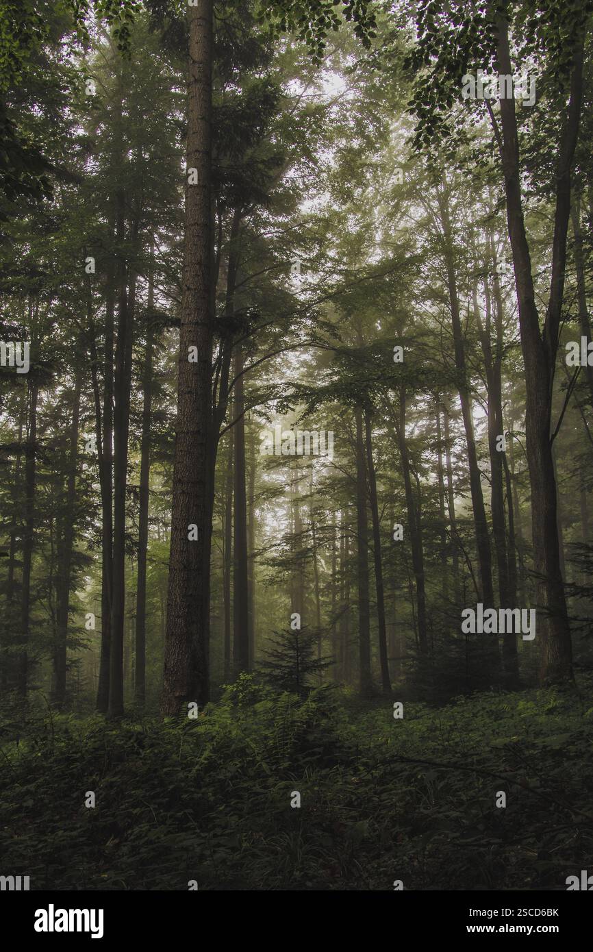 Foresta di Beskid bassa all'ora del mattino. Foto Stock