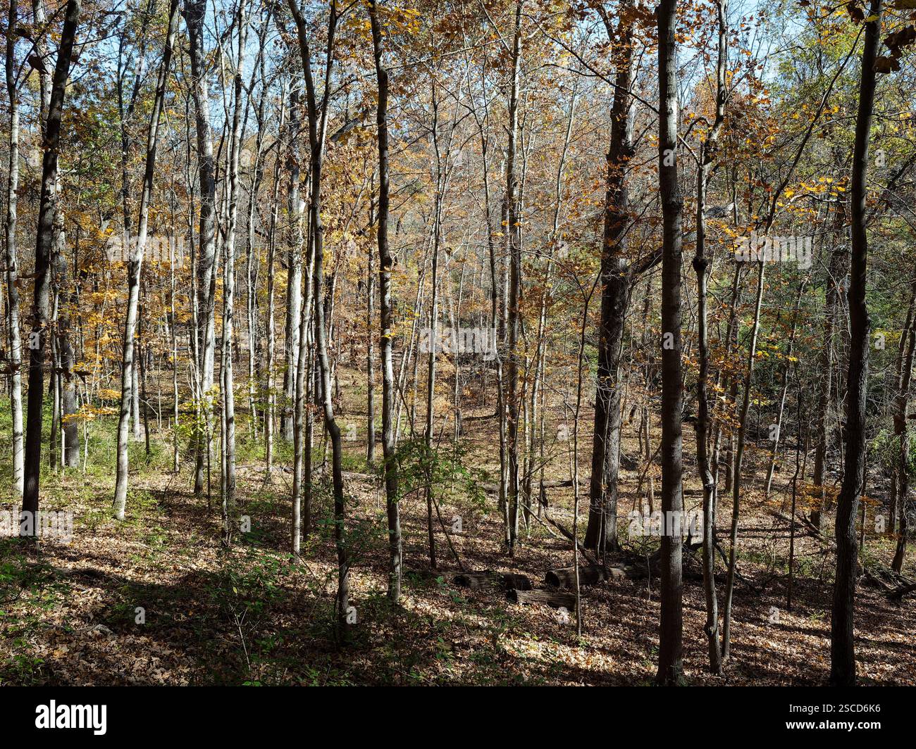 Powder Valley Conservation Nature Center, località: Kirkwood, Missouri Foto Stock