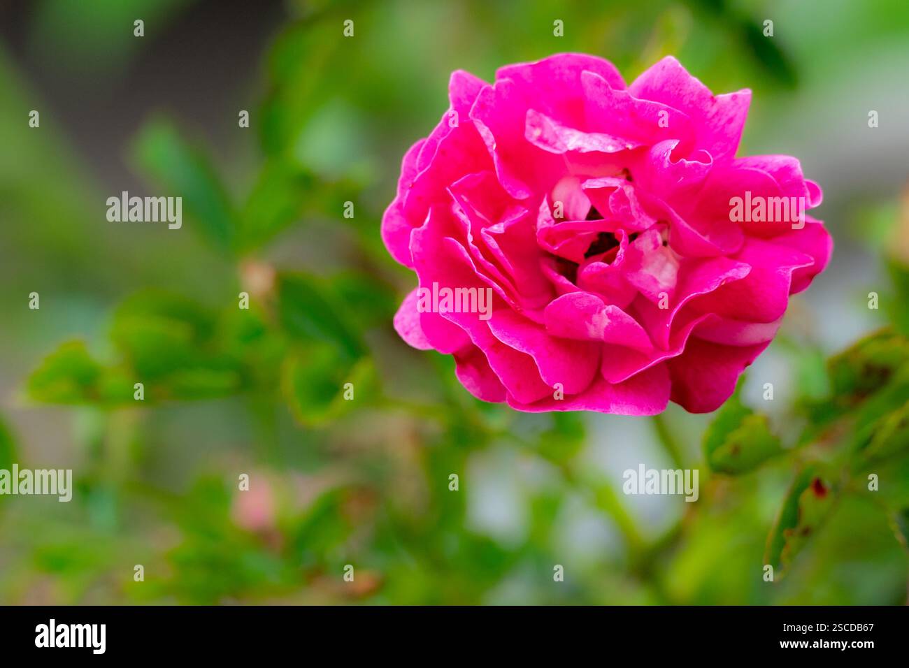 Una vivace rosa rosa apre i suoi petali tra foglie verdi lussureggianti in un giardino. La luce del sole esalta i suoi colori intensi, creando un'atmosfera vivace e serena Foto Stock