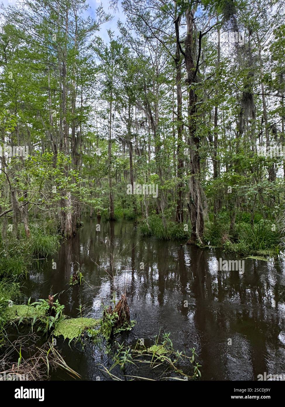 Una vista tranquilla di una palude della Louisiana, con cipressi coperti di muschio e acque tranquille che riflettono il cielo. Foto Stock