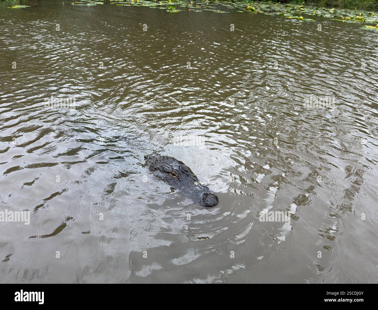 Le superfici di un alligatore americano, gli occhi attenti, nelle acque torbide di un bayou della Louisiana Foto Stock