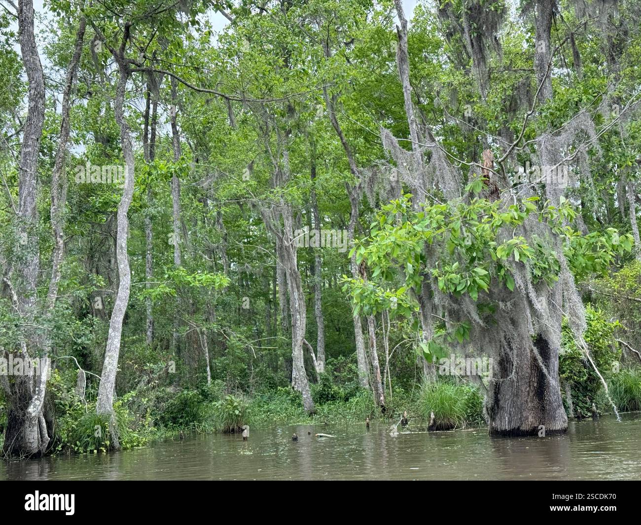 Una vista tranquilla di una palude della Louisiana, con cipressi coperti di muschio e acque tranquille che riflettono il cielo. Foto Stock