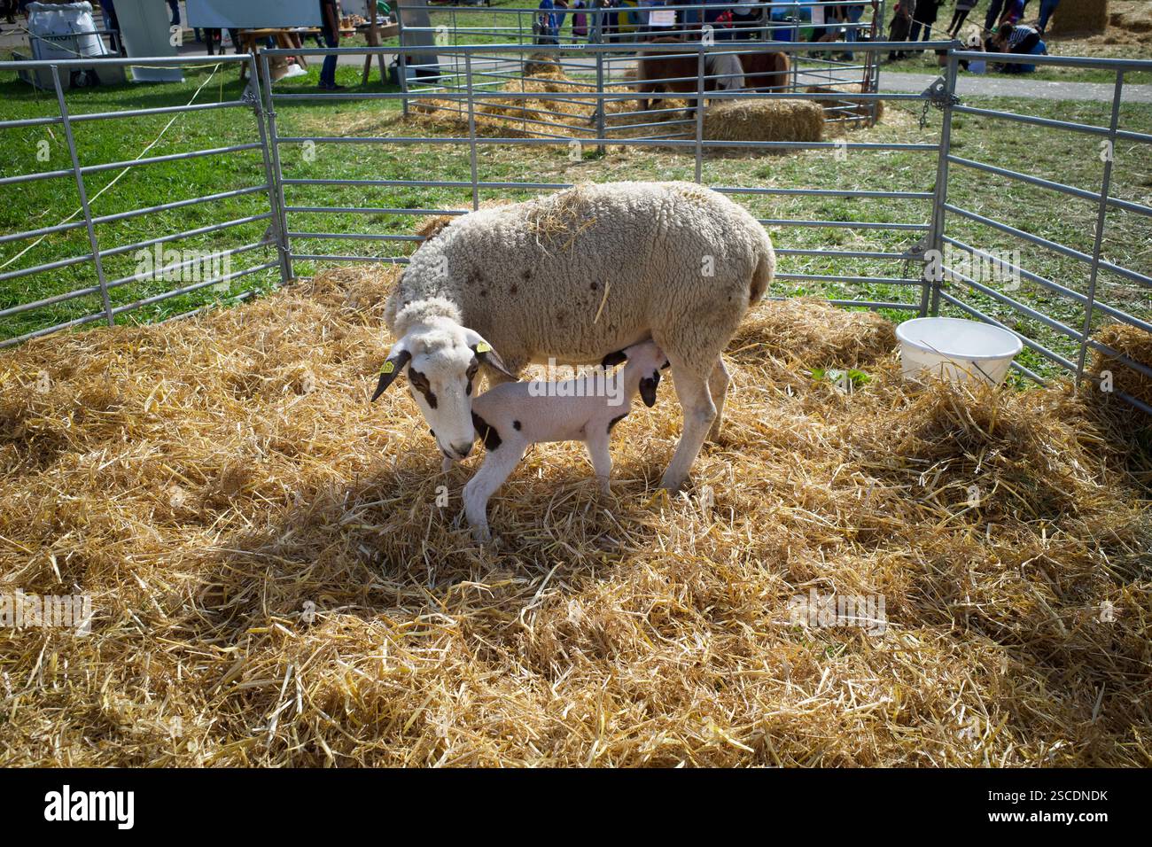 Seewis, Svizzera - 9 ottobre 2023. Un piccolo agnello sta bevendo il latte materno. La foto è stata scattata durante il festival autunnale della discesa alpina a S. Foto Stock