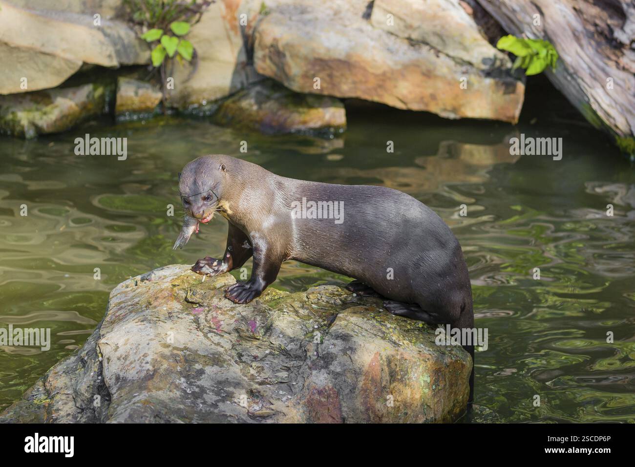 Una lontra gigante o lontra gigante di fiume (Pteronura brasiliensis) si trova su una roccia nelle acque poco profonde di un piccolo fiume e mangia un pesce gatto Foto Stock