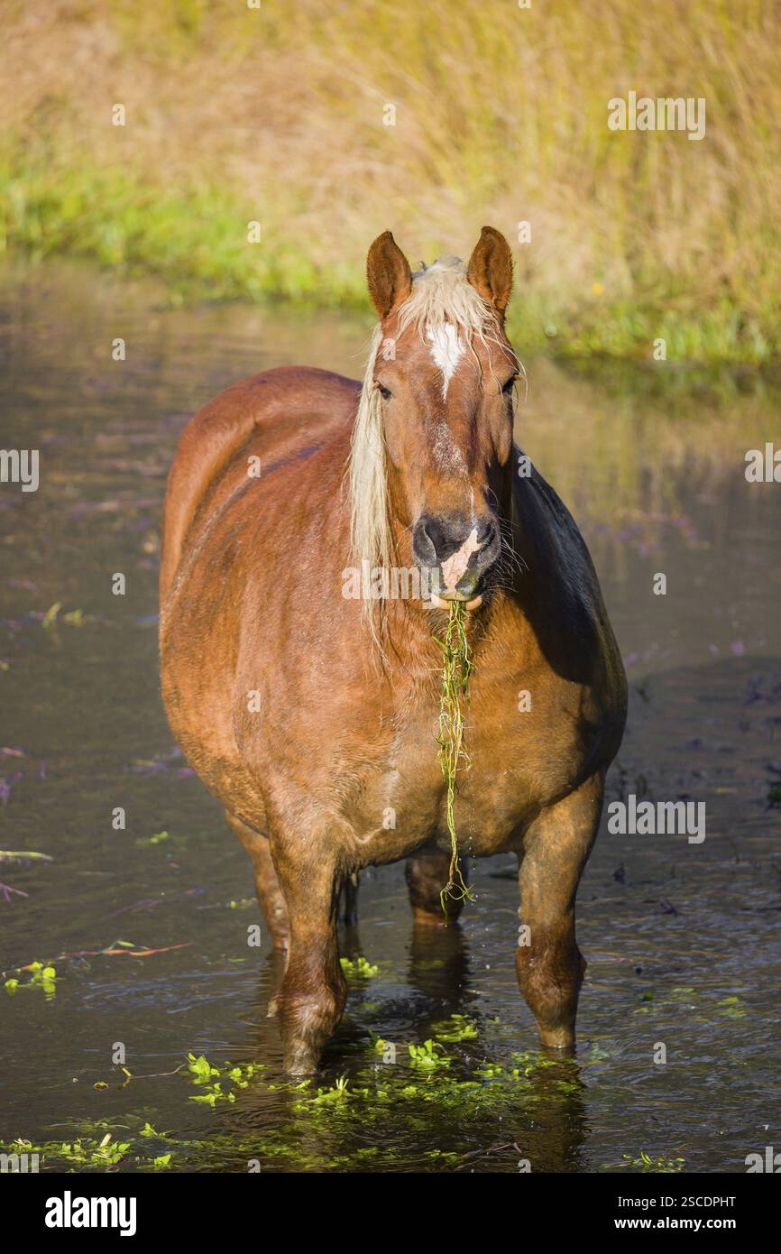 Un cavallo pesante di razza mista sorge nell'acqua di un piccolo stagno e gode della sua vita in una giornata di sole d'autunno Foto Stock