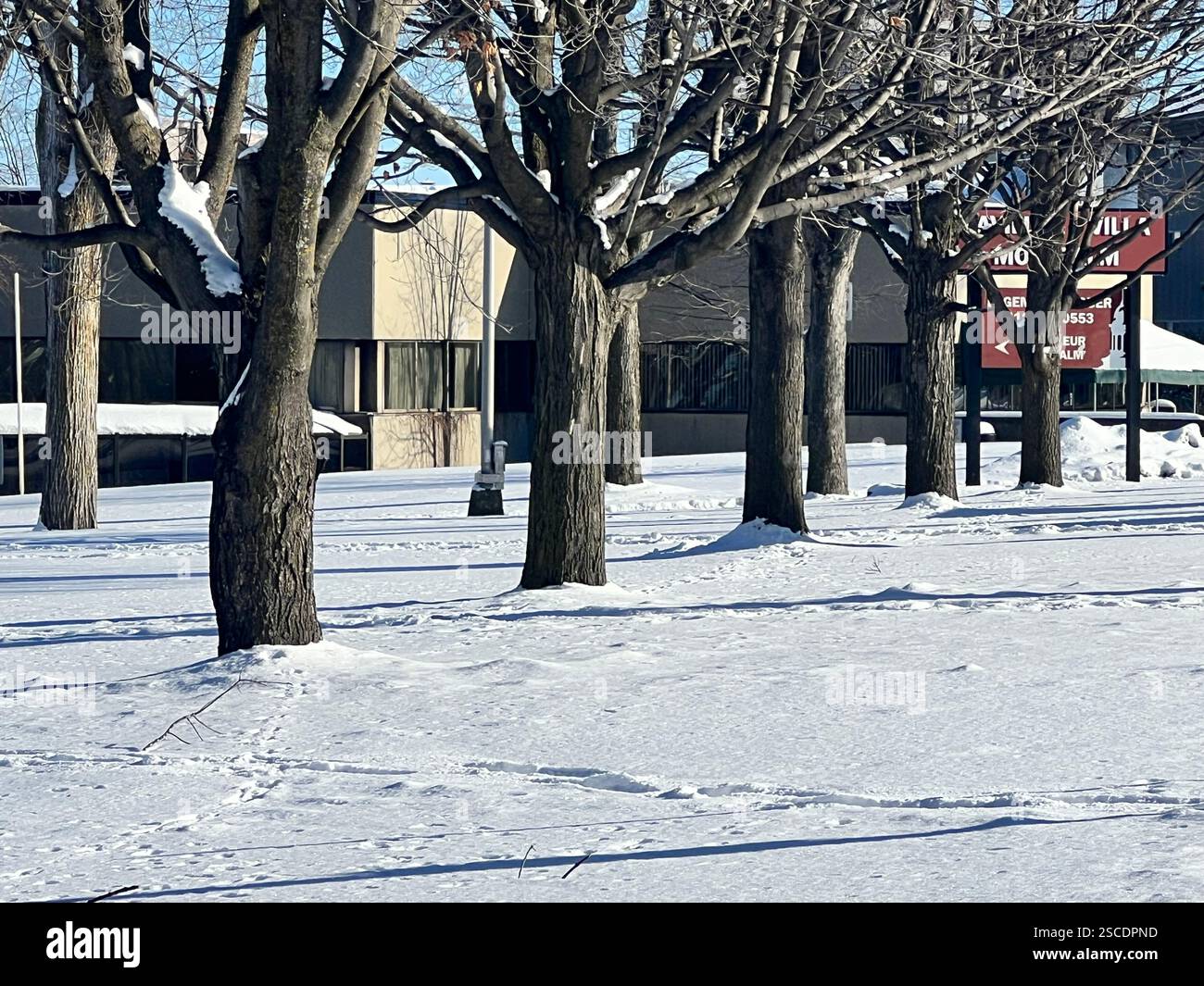 "Bellezza congelata: Cristalli di ghiaccio e alberi invernali" Foto Stock