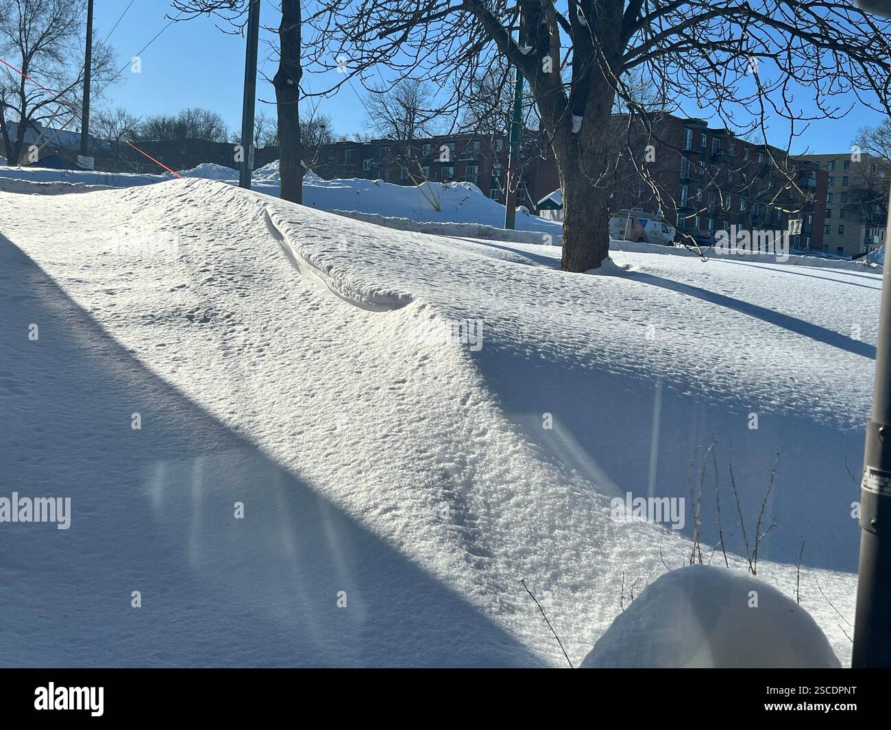 "Bellezza congelata: Cristalli di ghiaccio e alberi invernali" - Immagine stock catturata con smartphone