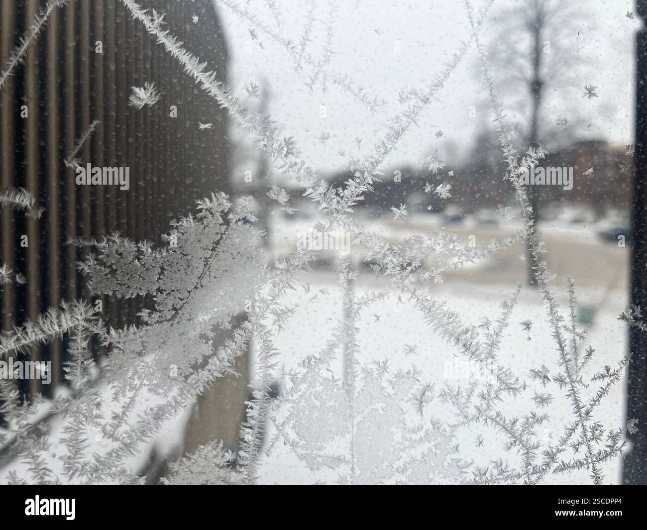 "Bellezza congelata: Cristalli di ghiaccio e alberi invernali" - Immagine stock catturata con smartphone