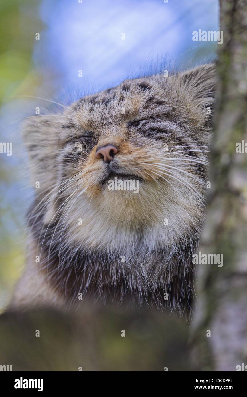 Ritratto di un gatto di Pallade (Otocolobus manul) o manul. Le specie che rientrano nella lista rossa della IUCN sono meno interessate dal 2020 Foto Stock
