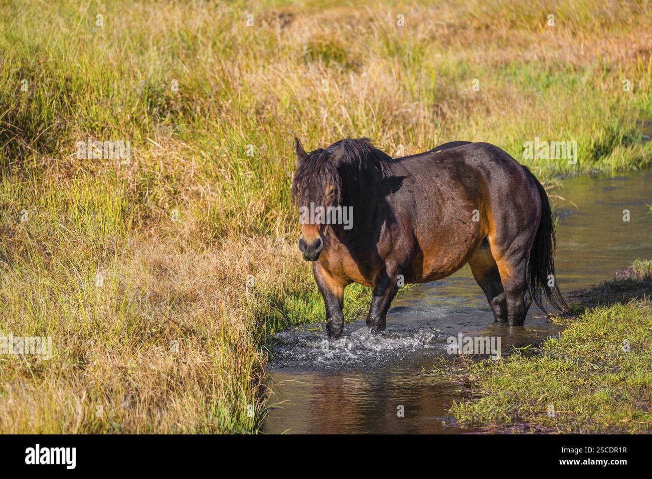 Un cavallo pesante di razza mista sorge nell'acqua di un piccolo stagno e gode della sua vita in una giornata di sole d'autunno Foto Stock