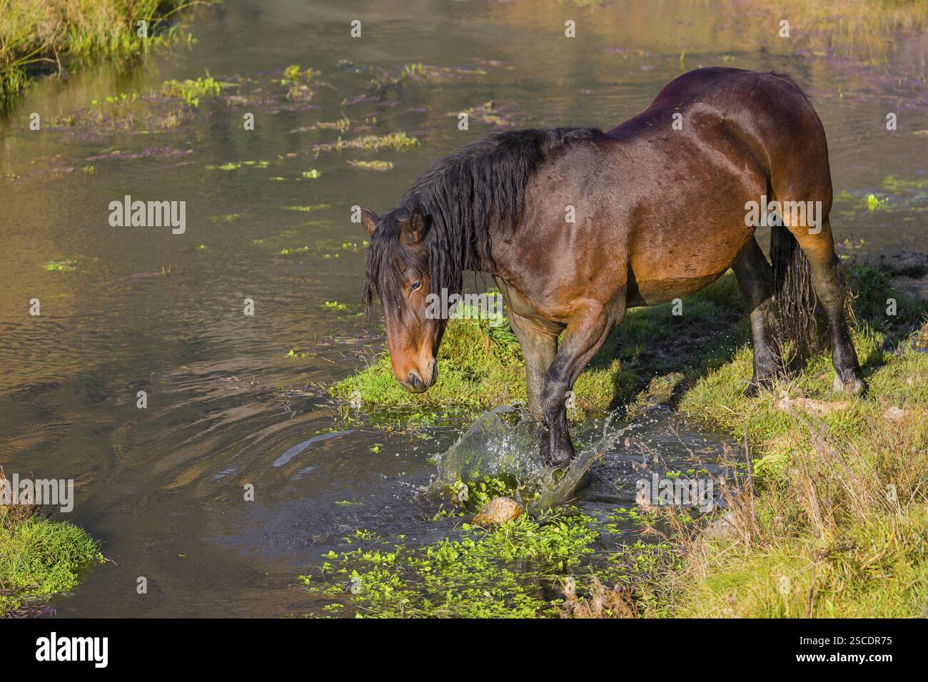 Un cavallo pesante di razza mista sorge nell'acqua di un piccolo stagno e gode della sua vita in una giornata di sole d'autunno Foto Stock