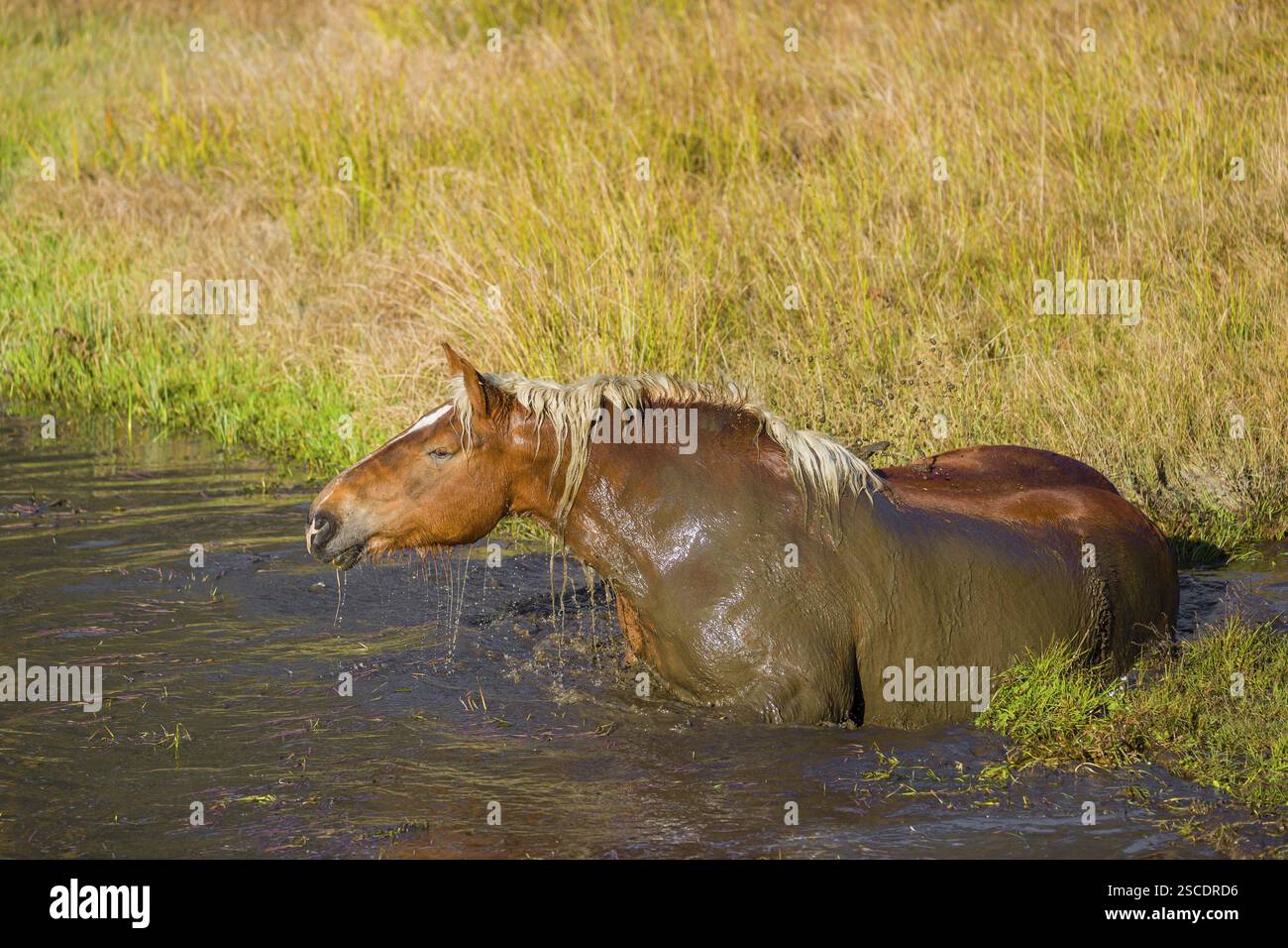 Un cavallo pesante di razza mista sorge nell'acqua di un piccolo stagno e gode della sua vita in una giornata di sole d'autunno Foto Stock