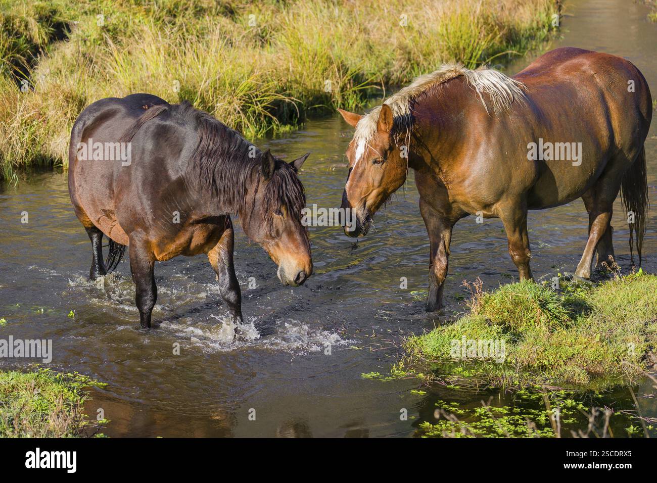 Due cavalli pesanti di razza mista si stagliano nell'acqua di un piccolo stagno e si godono la vita in una giornata d'autunno soleggiata Foto Stock