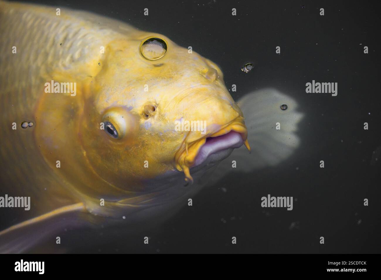 Pesce Koi color oro, Cyprinus rubrofuscus, implorando cibo Foto Stock