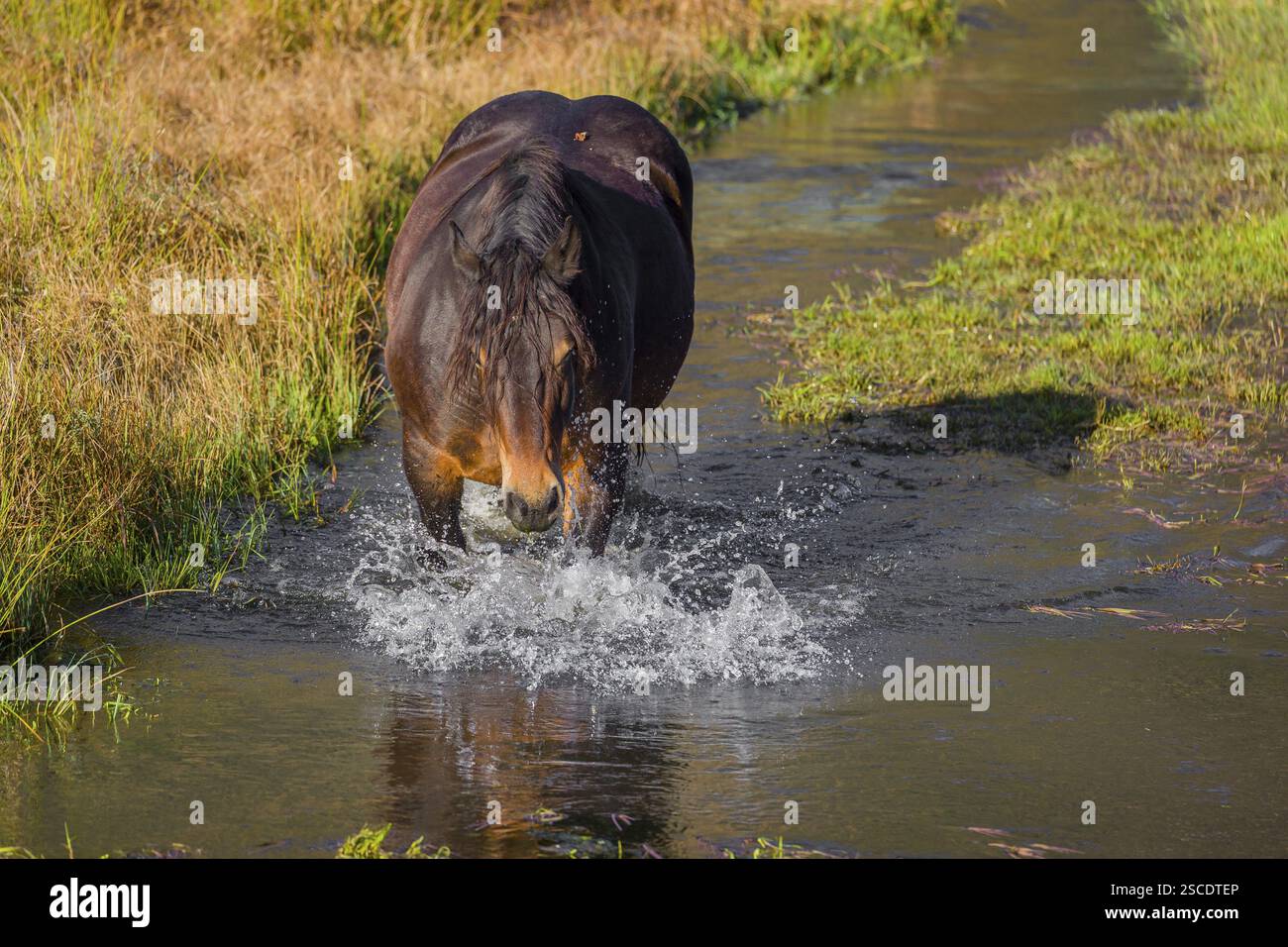 Un cavallo pesante di razza mista sorge nell'acqua di un piccolo stagno e gode della sua vita in una giornata di sole d'autunno Foto Stock