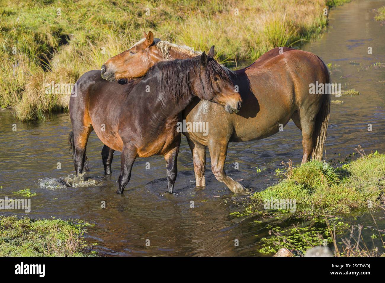 Due cavalli pesanti di razza mista si stagliano nell'acqua di un piccolo stagno e si godono la vita in una giornata d'autunno soleggiata Foto Stock