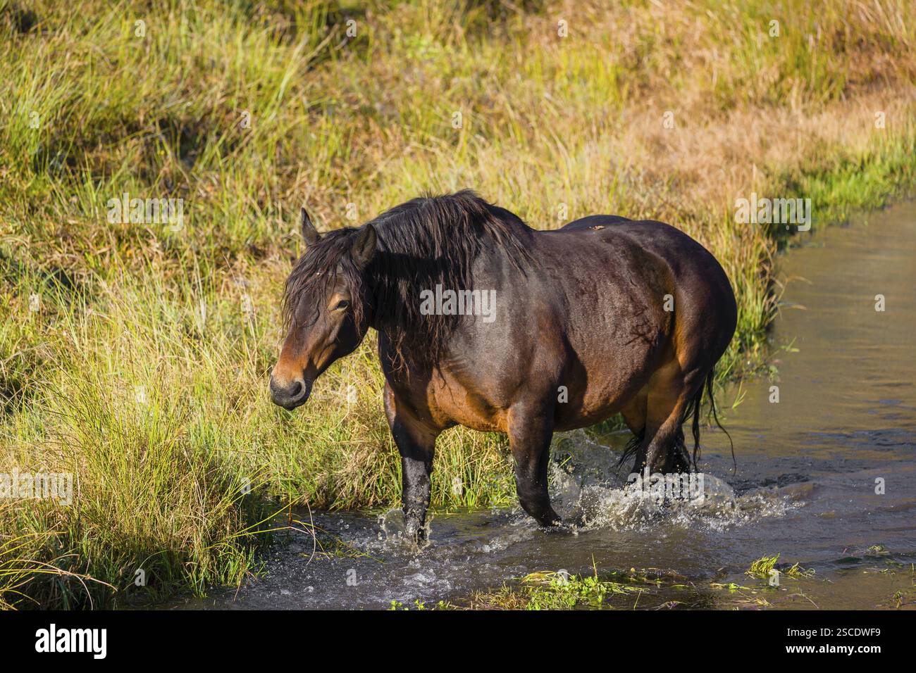 Un cavallo pesante di razza mista sorge nell'acqua di un piccolo stagno e gode della sua vita in una giornata di sole d'autunno Foto Stock