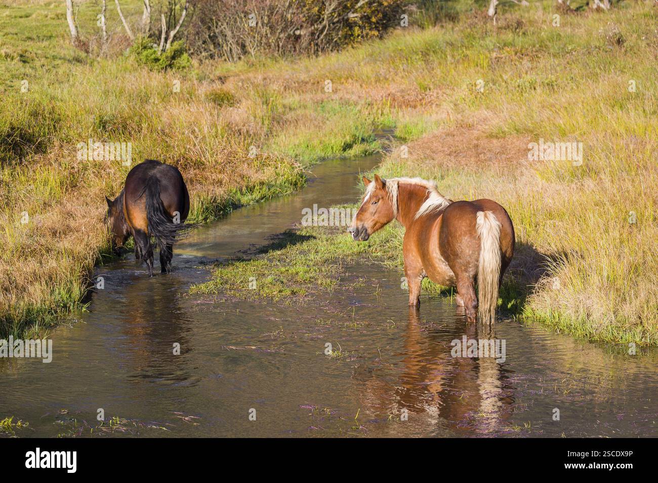 Due cavalli pesanti di razza mista si stagliano nell'acqua di un piccolo stagno e si godono la vita in una giornata d'autunno soleggiata Foto Stock