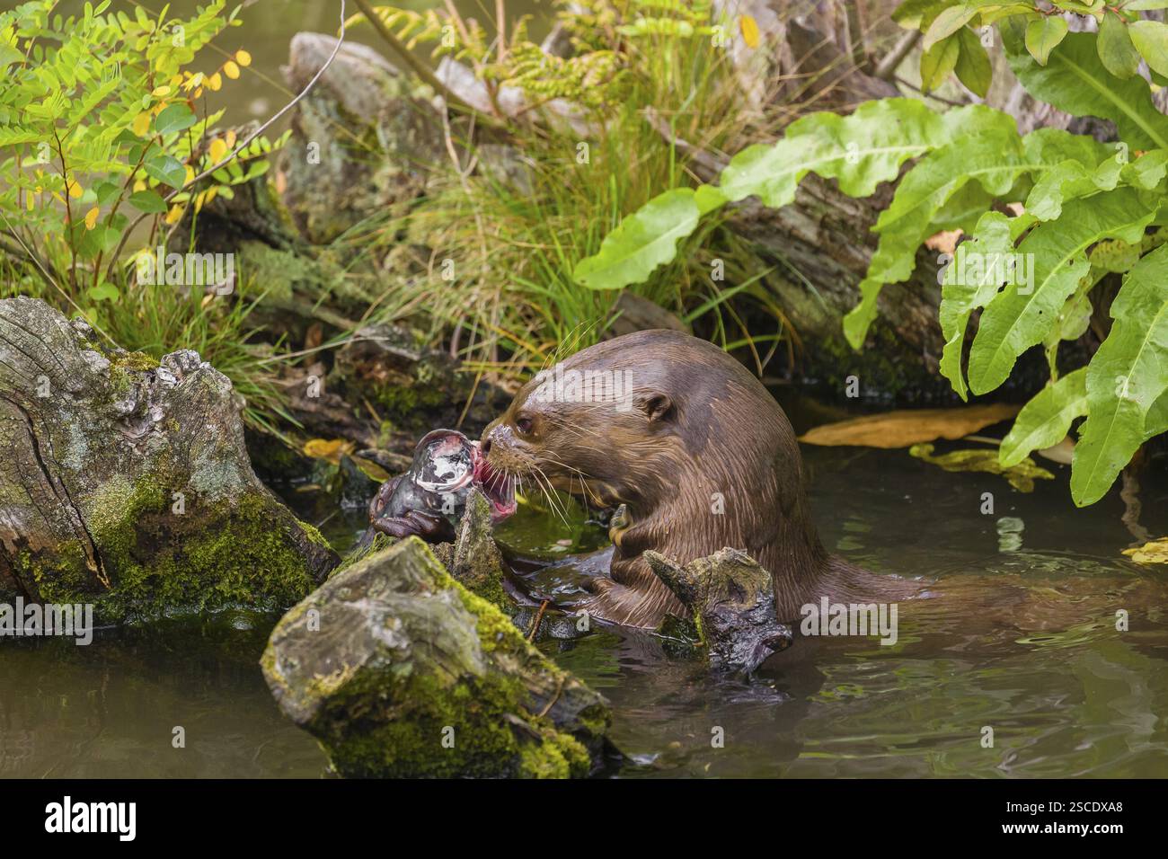 Una lontra gigante o lontra gigante di fiume (Pteronura brasiliensis) riposa su una radice muschiata che giace nell'acqua e mangia un pesce gatto Foto Stock