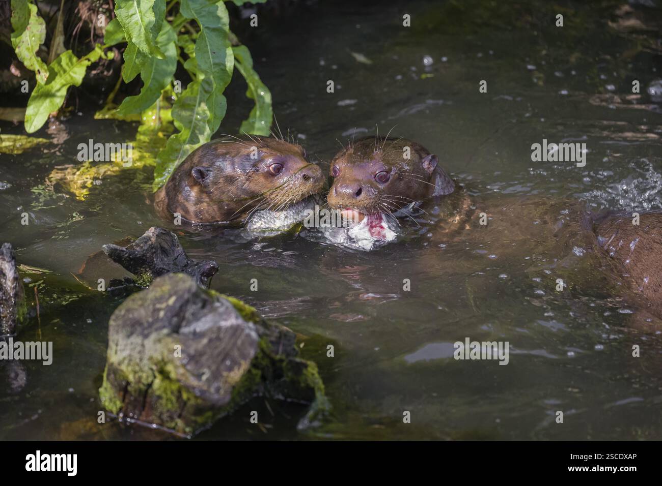 Due lontre giganti o lontre giganti di fiume (Pteronura brasiliensis) mangiano pesce gatto nelle acque poco profonde di un piccolo fiume Foto Stock