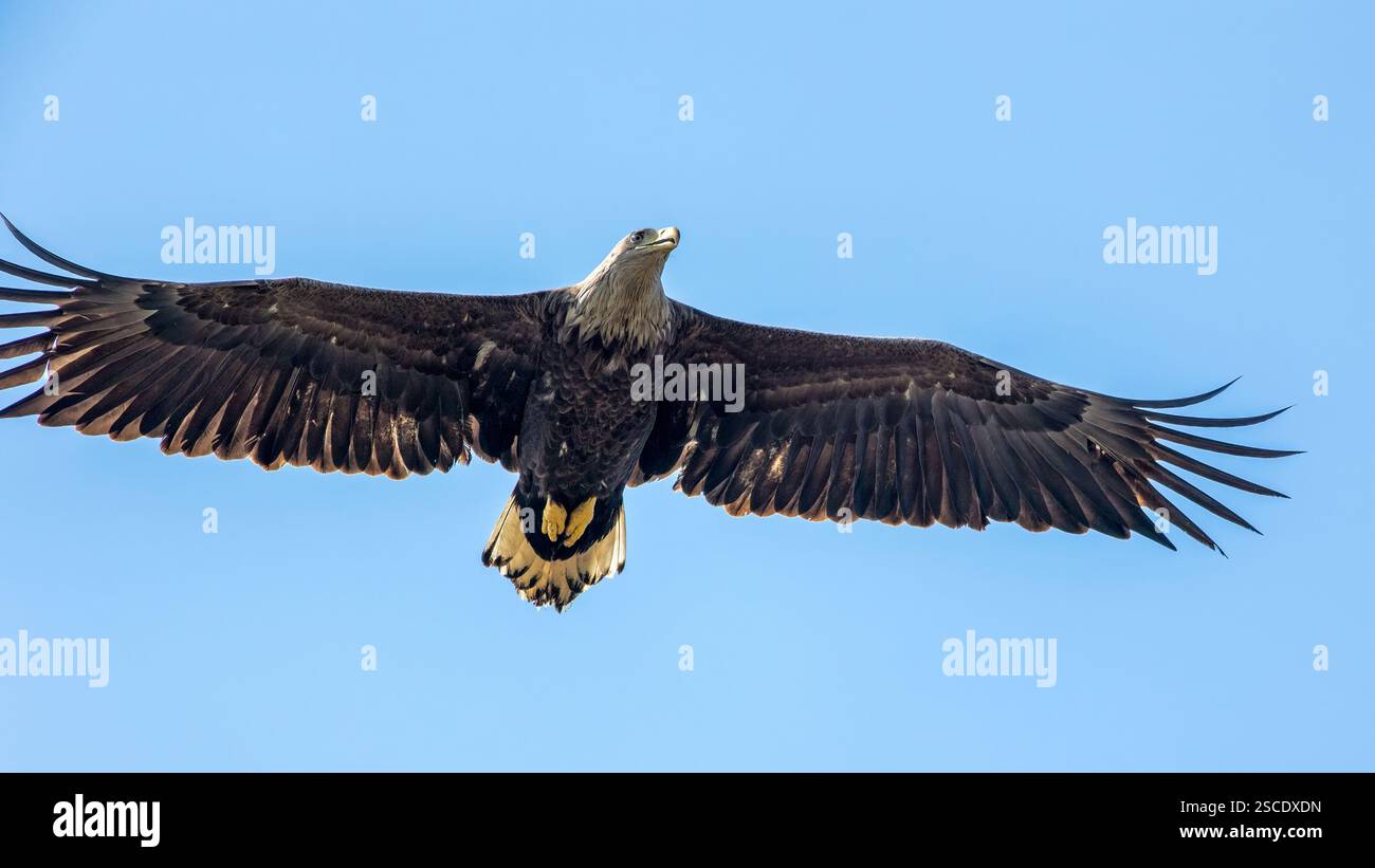 L'aquila dalla coda bianca (Haliaeetus albicilla) Foto Stock