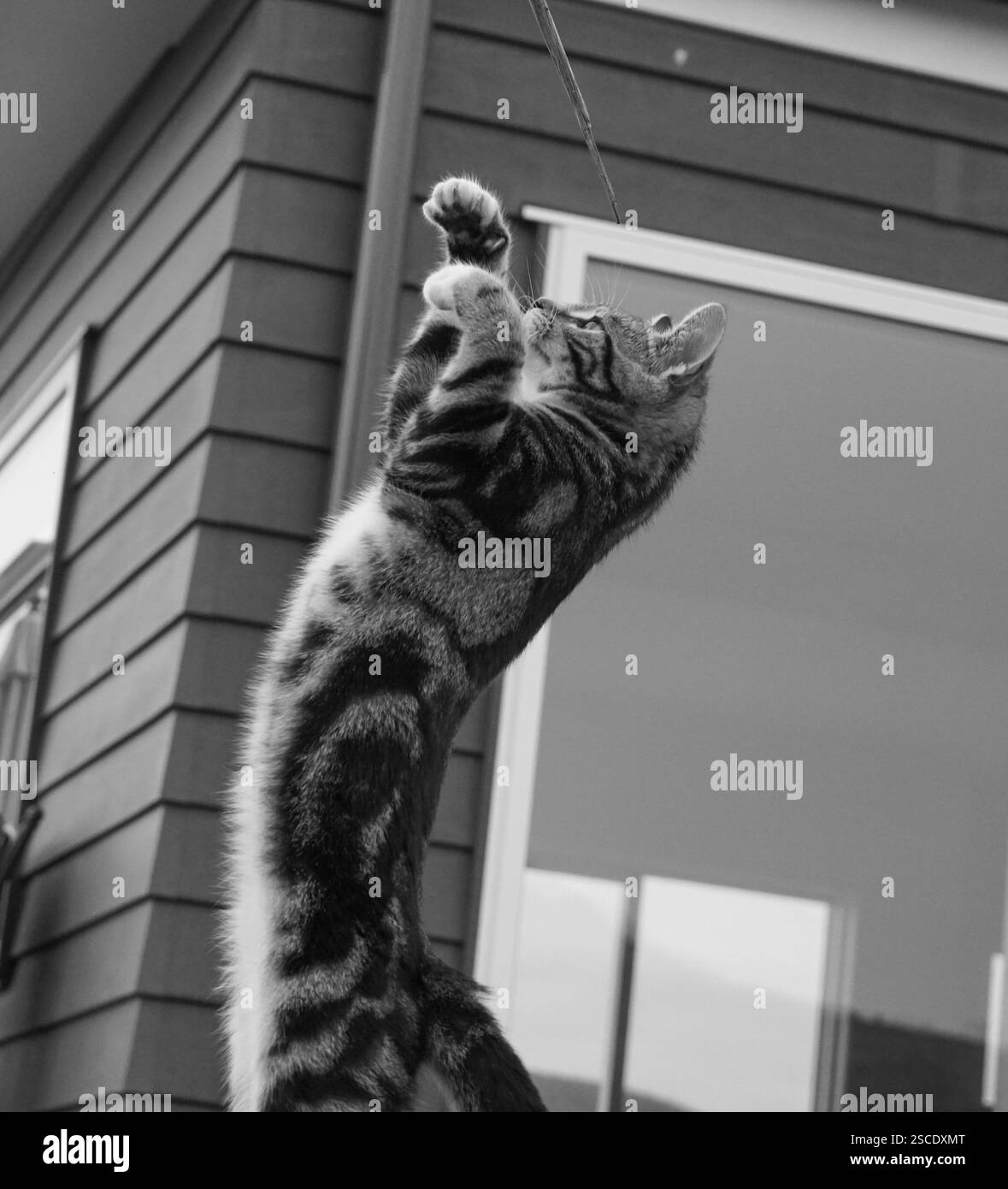 Kitten giocando Foto Stock