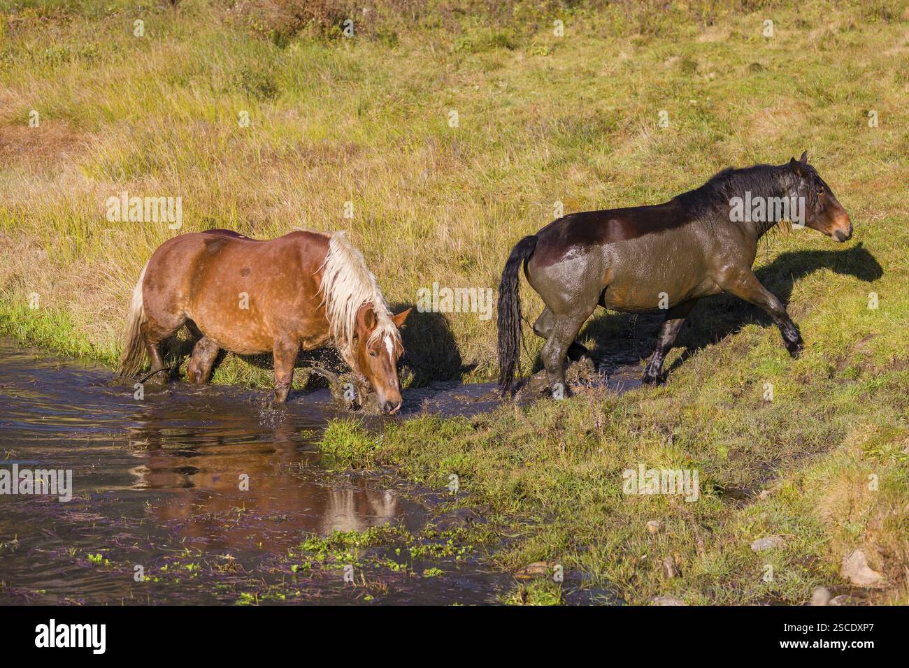 Due cavalli pesanti di razza mista si stagliano nell'acqua di un piccolo stagno e si godono la vita in una giornata d'autunno soleggiata Foto Stock