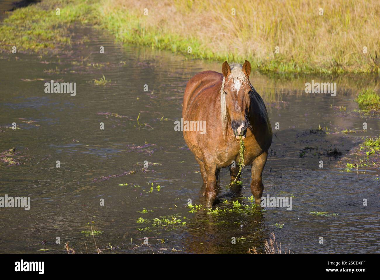 Un cavallo pesante di razza mista sorge nell'acqua di un piccolo stagno e gode della sua vita in una giornata di sole d'autunno Foto Stock
