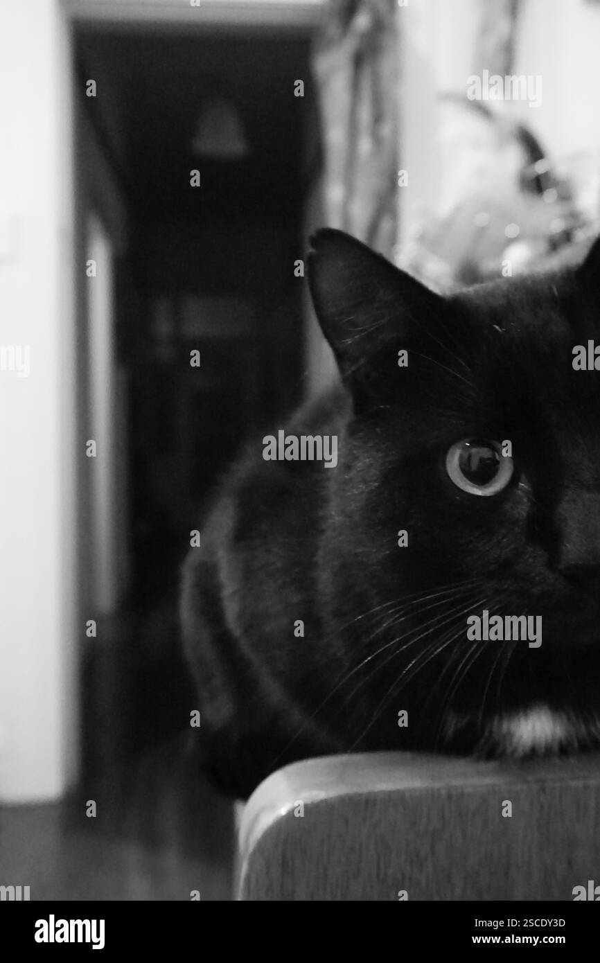 Il gatto nero fissa l'obiettivo della fotocamera Foto Stock