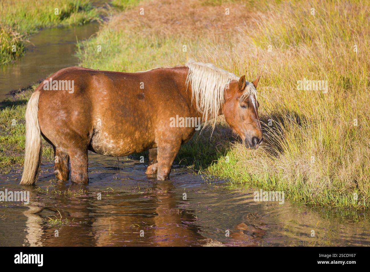 Un cavallo pesante di razza mista sorge nell'acqua di un piccolo stagno e gode della sua vita in una giornata di sole d'autunno Foto Stock