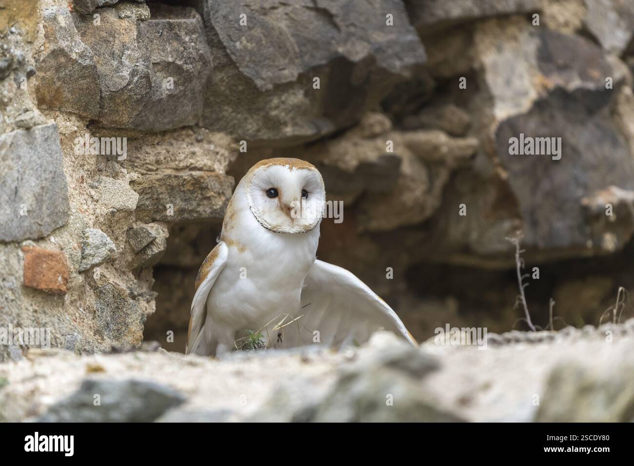 Un gufo di fienile (Tyto alba) seduto in un buco in un muro di una rovina di un monastero Foto Stock