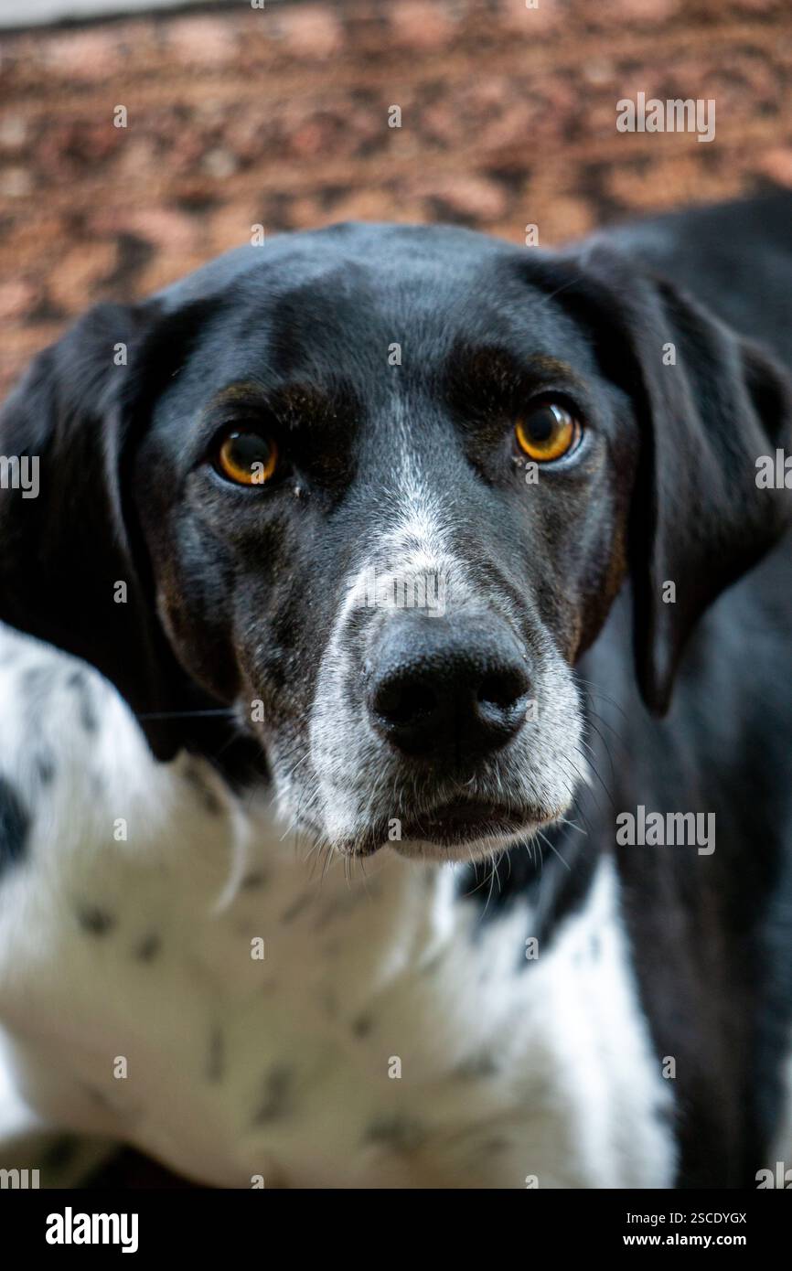 Ritratto di bianco e nero cane Foto Stock Ritratto di bianco e nero cane Foto Stock