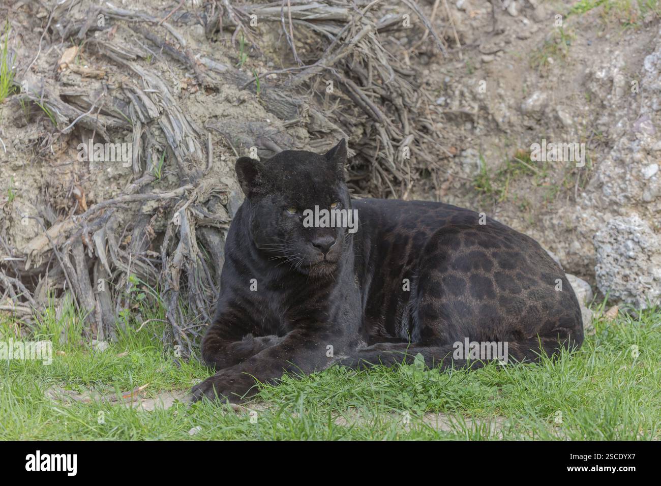 Un giaguaro melanistico o pantera nera (Panthera onca) che riposa sull'erba verde. Terreno secco sullo sfondo Foto Stock
