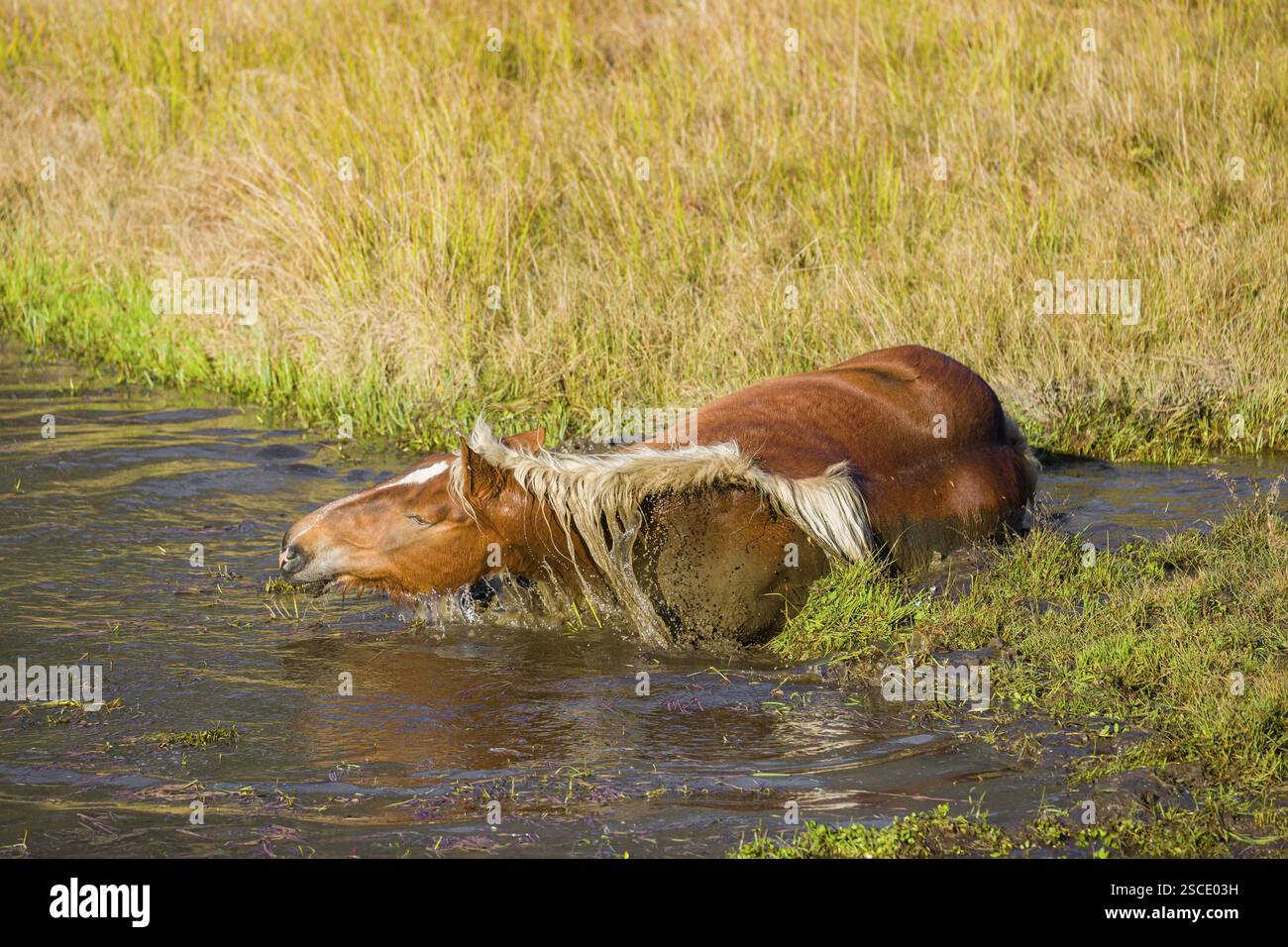 Un cavallo pesante di razza mista sorge nell'acqua di un piccolo stagno e gode della sua vita in una giornata di sole d'autunno Foto Stock