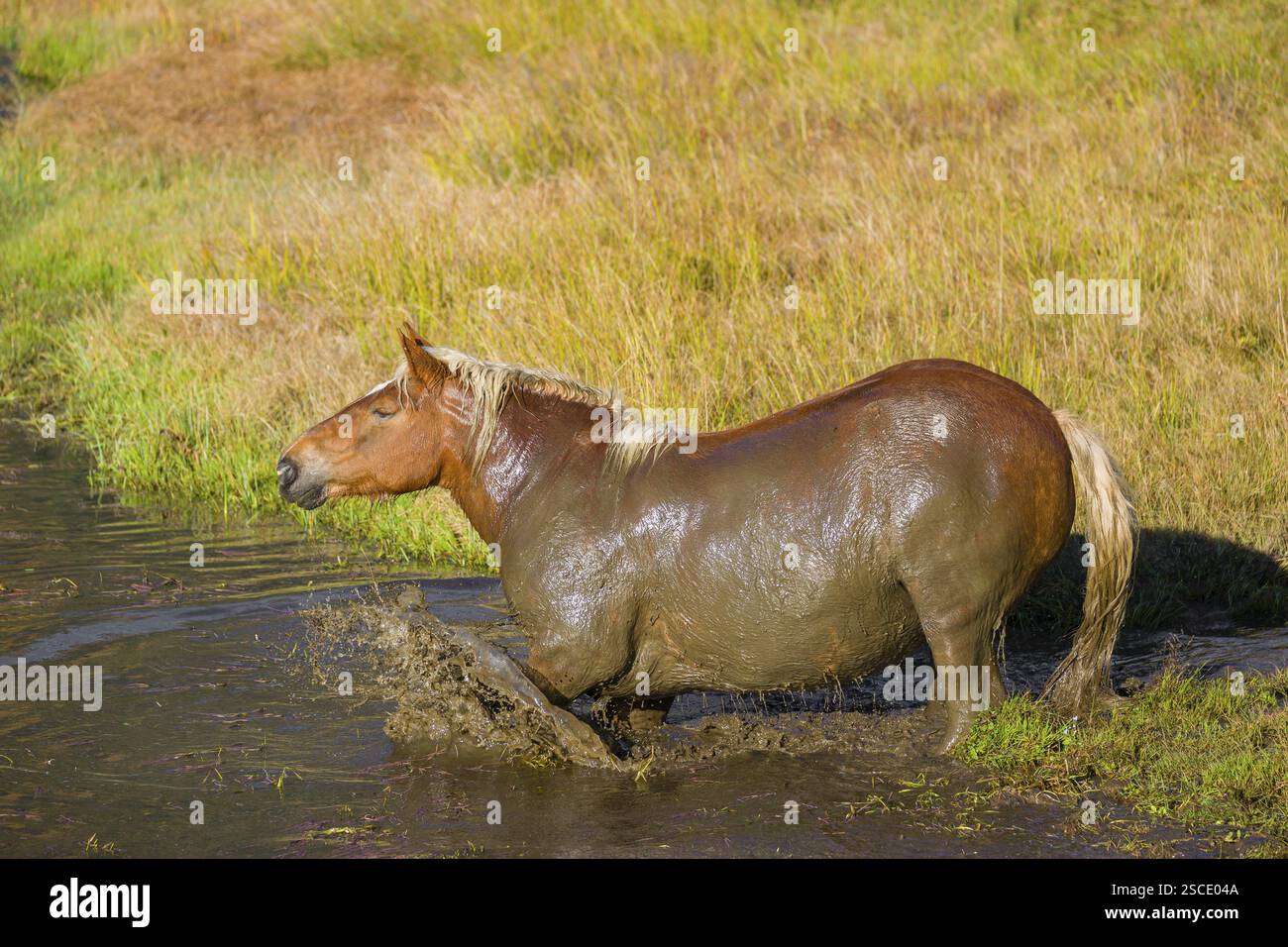 Un cavallo pesante di razza mista sorge nell'acqua di un piccolo stagno e gode della sua vita in una giornata di sole d'autunno Foto Stock