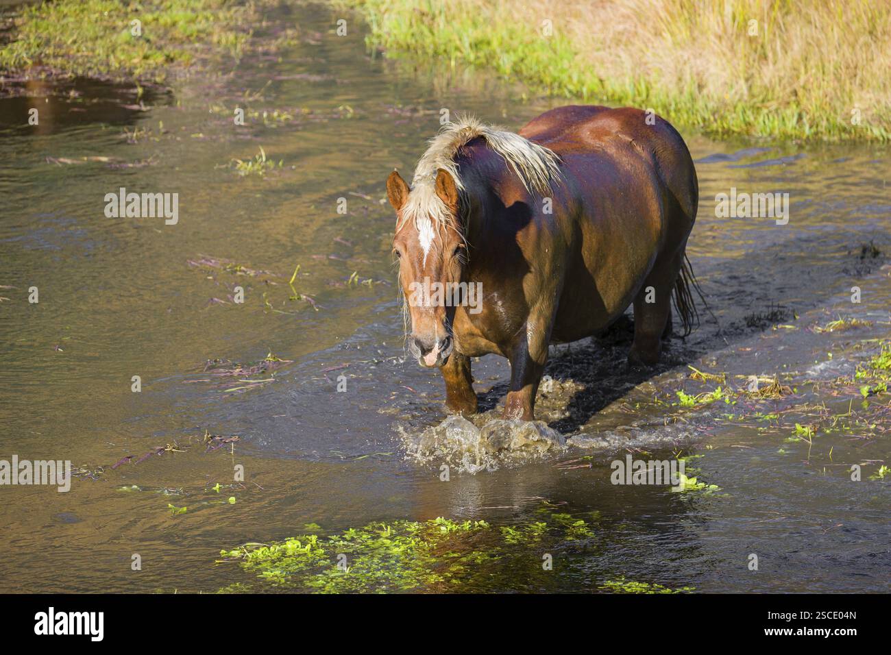 Un cavallo pesante di razza mista sorge nell'acqua di un piccolo stagno e gode della sua vita in una giornata di sole d'autunno Foto Stock