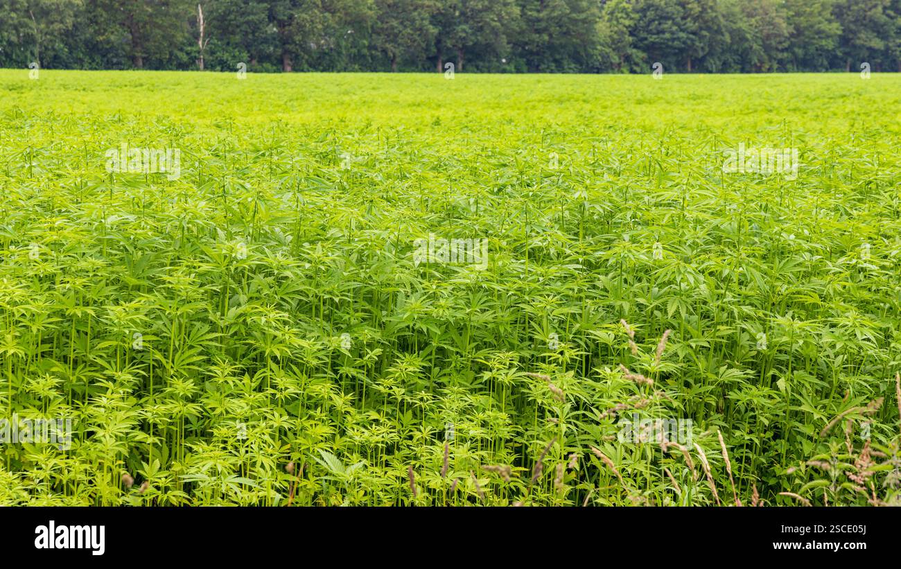 Terreni agricoli con canapa coltivata legalmente utilizzati per tessuti a Drenthe, Paesi Bassi Foto Stock