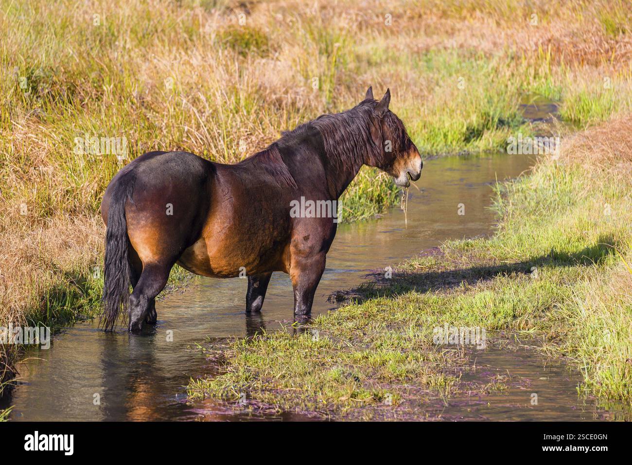 Un cavallo pesante di razza mista sorge nell'acqua di un piccolo stagno e gode della sua vita in una giornata di sole d'autunno Foto Stock