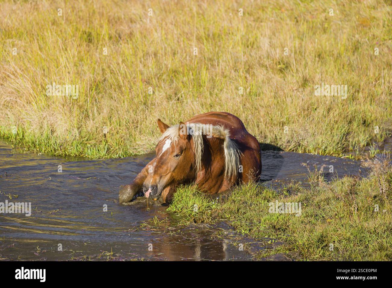 Un cavallo pesante di razza mista sorge nell'acqua di un piccolo stagno e gode della sua vita in una giornata di sole d'autunno Foto Stock