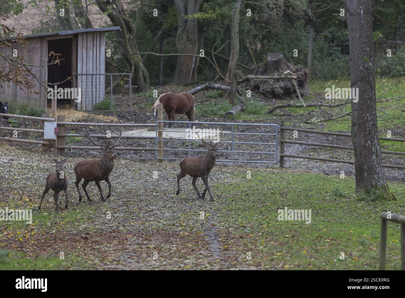 Cervi rossi che passano davanti a una fattoria con cavalli sul paddock Foto Stock